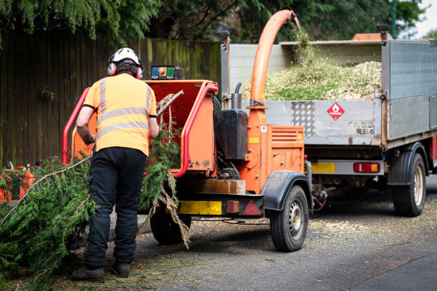 Best Hedge Trimming  in USA